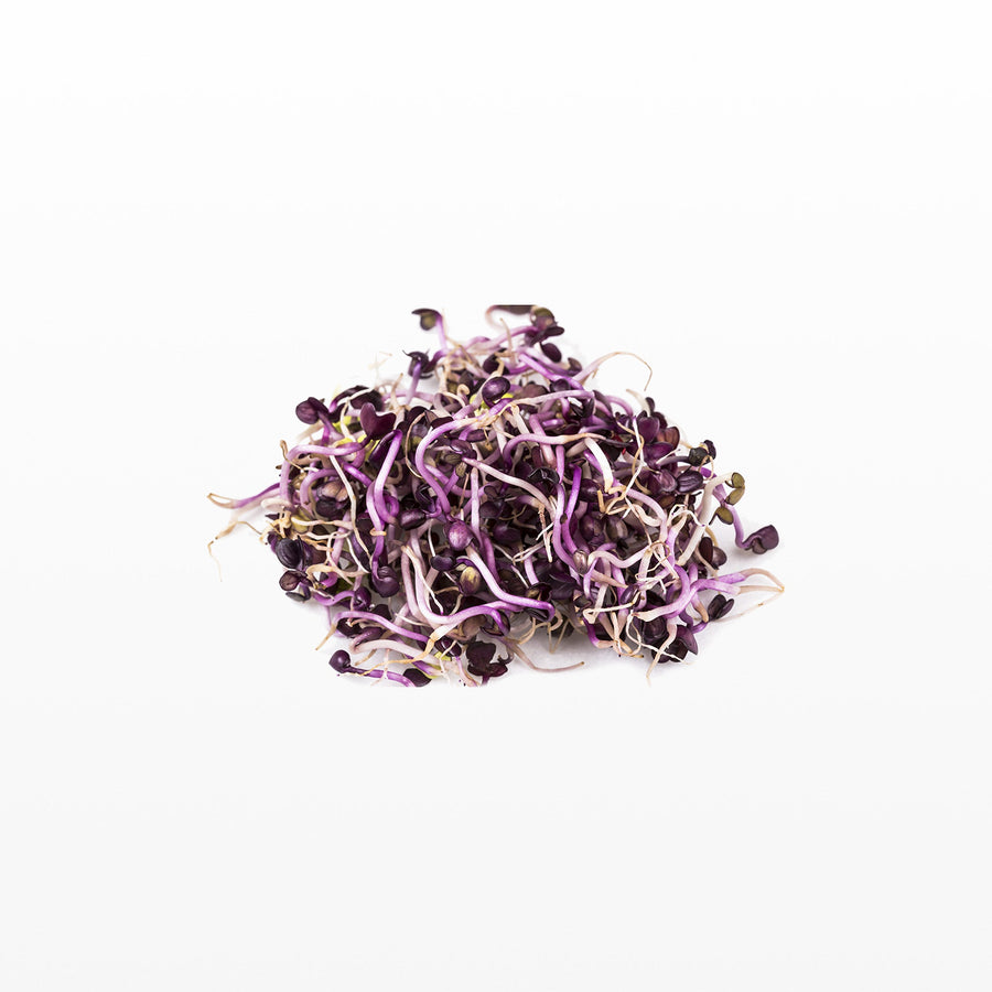 Radieschen Sango Microgreens